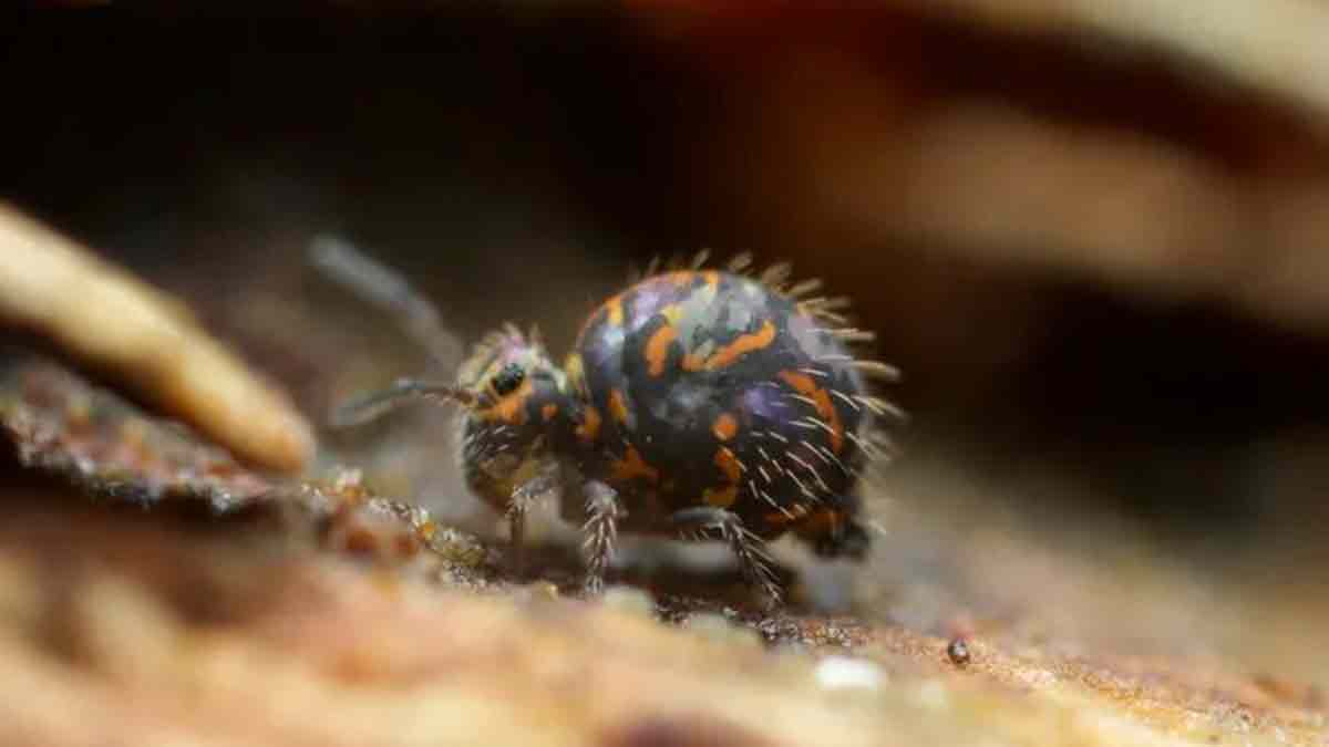 Ce minuscule acrobate bat tous les records de salto arrière pour survivre !