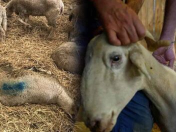 La langue bleue frappe de nouveau : l&rsquo;élevage européen en alerte face à cette maladie dévastatrice