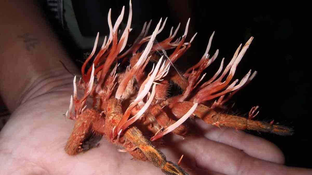 Cette araignée géante transformée en zombie va vous glacer le sang !