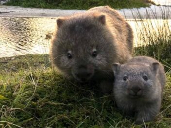 Découvrez comment le wombat terrasse ses prédateurs avec son derrière en béton