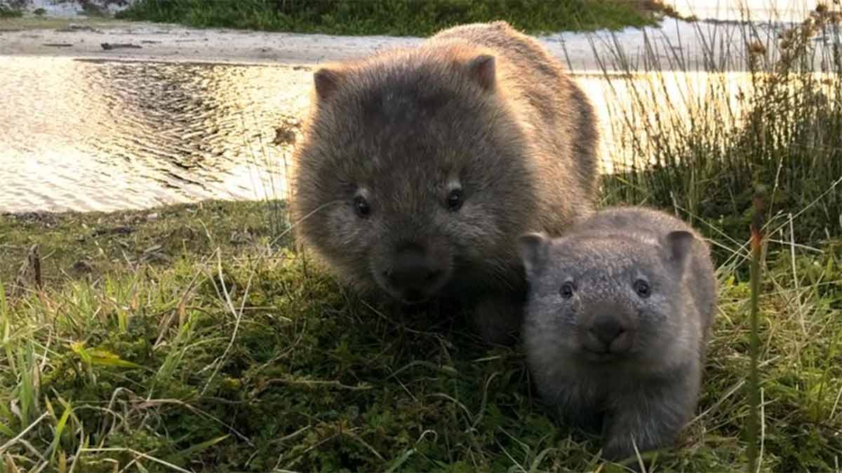 Découvrez comment le wombat terrasse ses prédateurs avec son derrière en béton