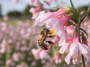 Les abeilles stressées : une découverte qui pourrait changer notre compréhension de la pollinisation
