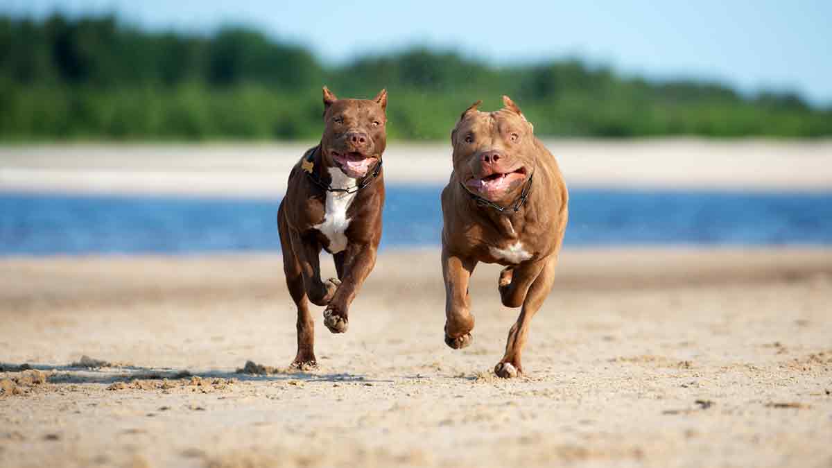 Top 5 des meilleurs chiens : une vétérinaire brave les interdits et enflamme le web