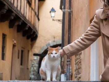 Révélation scientifique : Vous appelez votre chat complètement de travers !