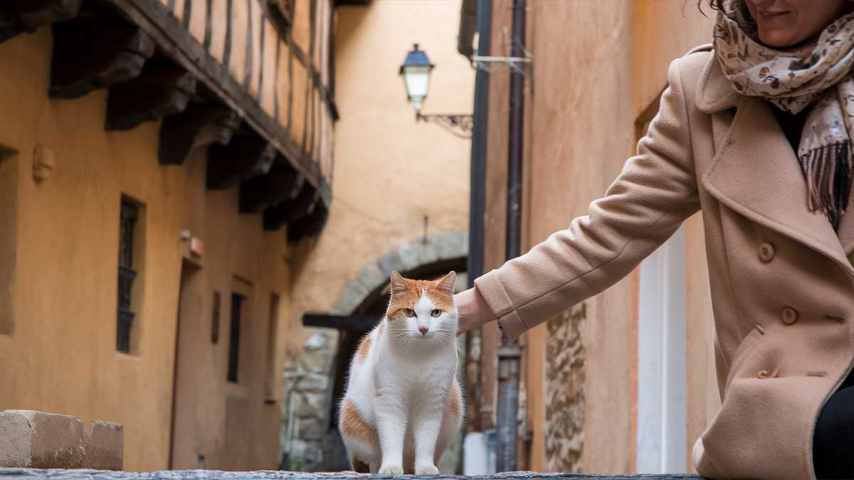 Révélation scientifique : Vous appelez votre chat complètement de travers !