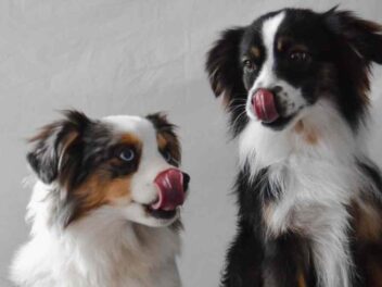 Les experts révèlent : voici les races de chiens les plus douces et affectueuses pour votre famille