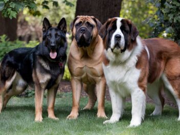 Ces chiens géants qui vont vous faire fondre : découvrez les races les plus imposantes !