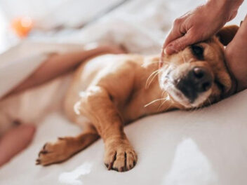L&rsquo;euthanasie des animaux abandonnés : la SPA lève le voile sur une réalité méconnue