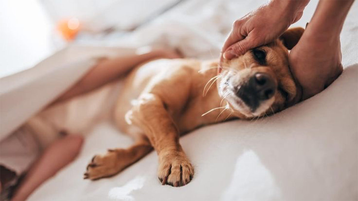 L&rsquo;euthanasie des animaux abandonnés : la SPA lève le voile sur une réalité méconnue