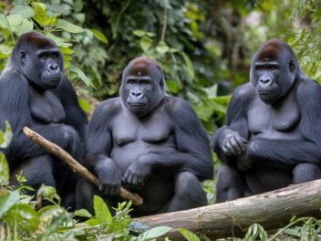 La démocratie secrète des gorilles de l&rsquo;Ouest qui « votent » bouleverse le monde scientifique !