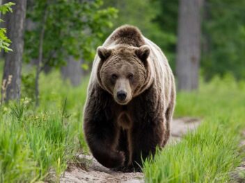 The Boss : L&rsquo;incroyable histoire du grizzly de 300 kg qui a survécu à un train et règne en roi sur les Rocheuses