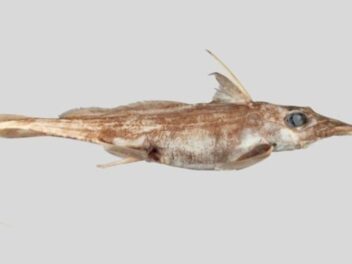 Une créature mystérieuse des abysses dévoile ses secrets au large de la Nouvelle-Zélande