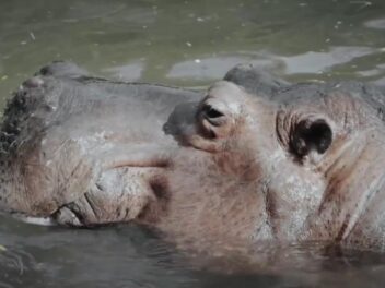 Miracle en Zambie : Un Britannique défie la mort face à un hippopotame enragé