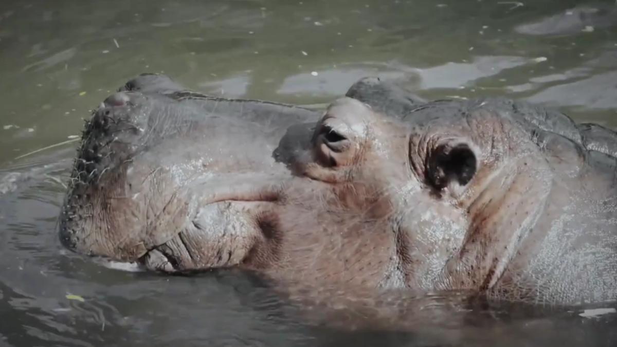 Miracle en Zambie : Un Britannique défie la mort face à un hippopotame enragé