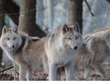 Le grand retour du loup en Bretagne : entre fascination et inquiétude