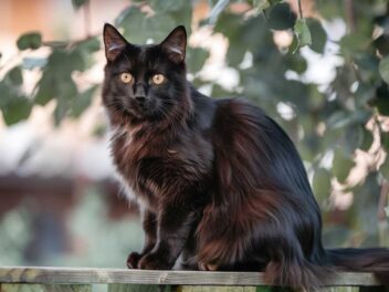 Ces chats qui génèrent des millions sur Internet : l&rsquo;incroyable business des chats-fluenceurs !