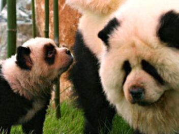 Des chiens déguisés en pandas : les zoos vont-ils trop loin pour attirer les visiteurs ?