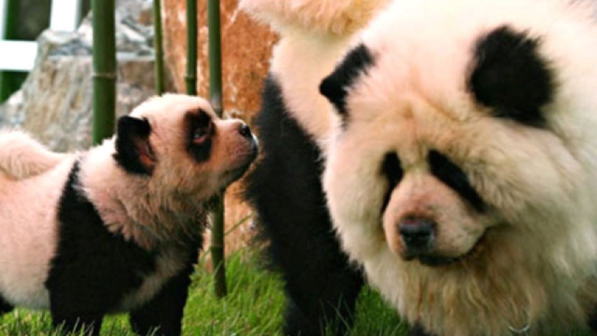 Des chiens déguisés en pandas : les zoos vont-ils trop loin pour attirer les visiteurs ?