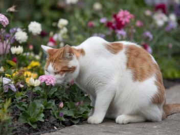 Jardiniers, découvrez le secret pour éloigner les chats de vos précieuses plantes !