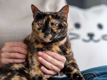 Ce chat errant pulvérise tous les records et bouleverse les experts : son âge va vous sidérer !