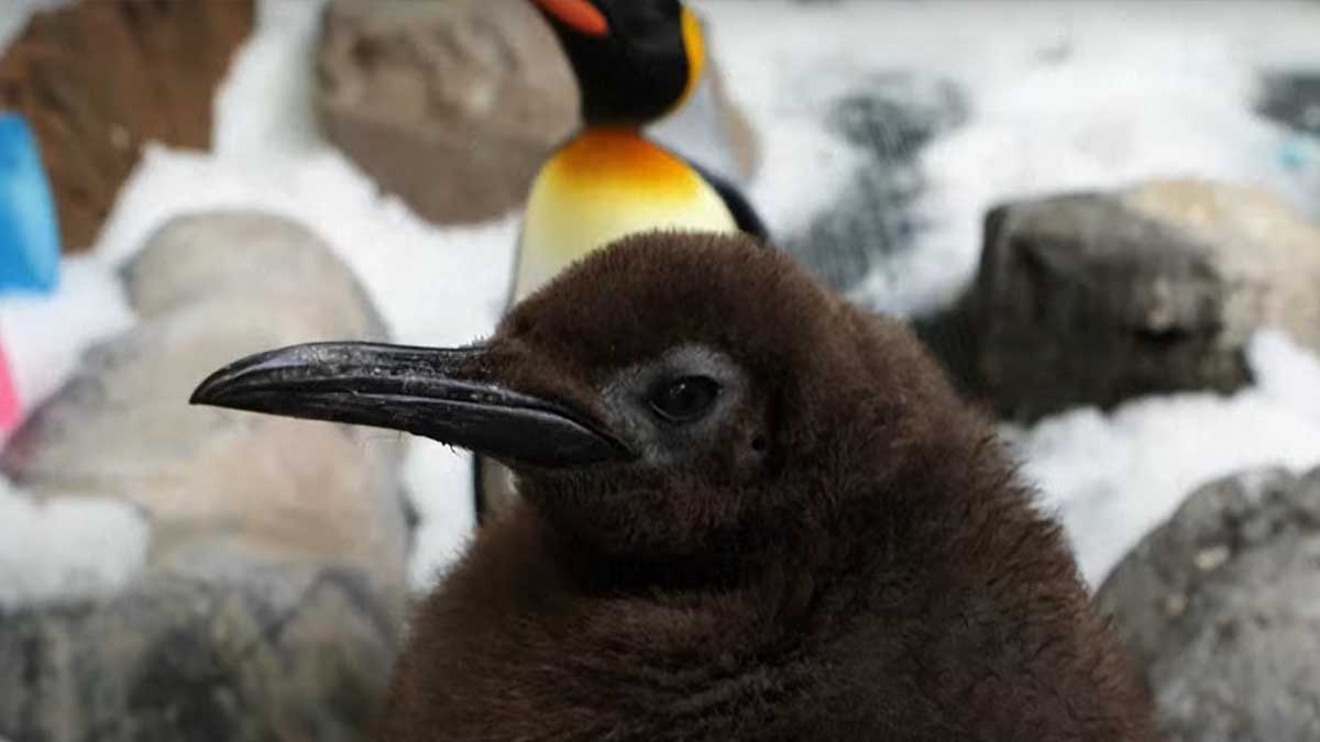 Ce manchot géant de 23 kg bouleverse les réseaux sociaux et la science : l&rsquo;histoire incroyable de Pesto !