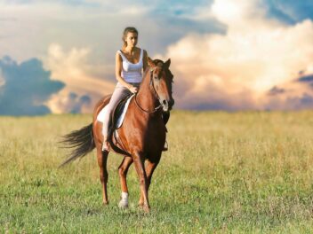 Comment prendre soin de son cheval ?
