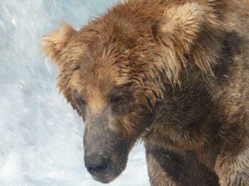 Drame en direct : Un ours géant tue sa rivale lors de la Fat Bear Week 2024