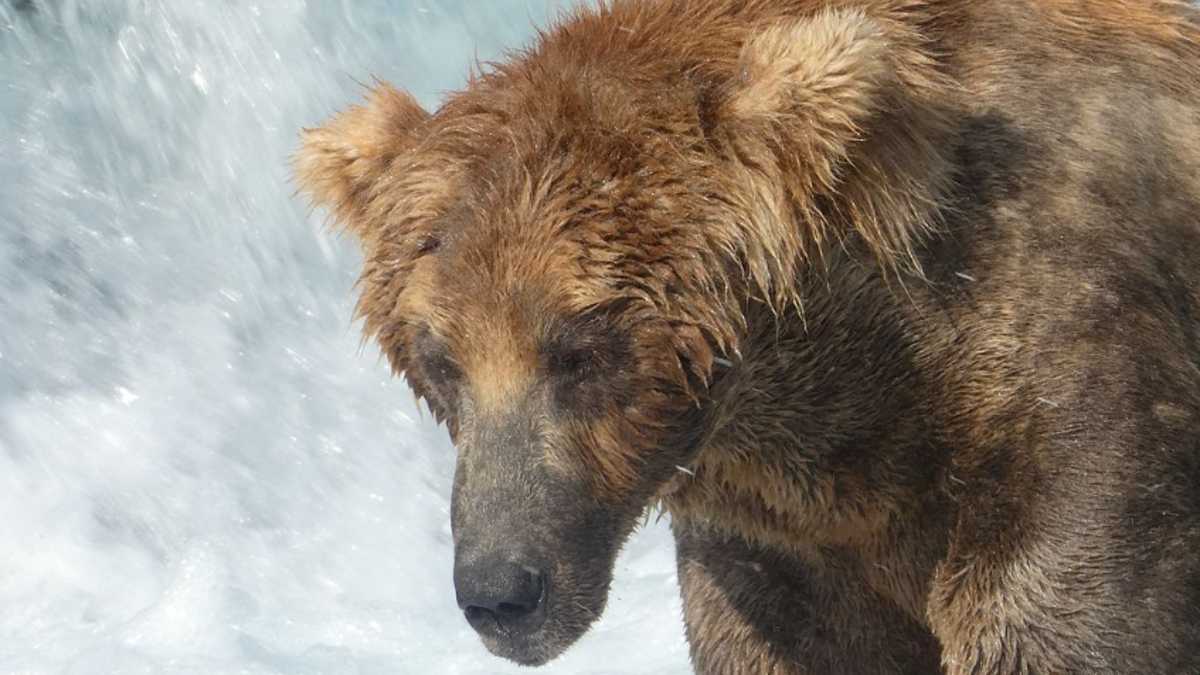 Drame en direct : Un ours géant tue sa rivale lors de la Fat Bear Week 2024