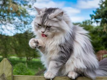 Troubles mentaux chez les chats : ces 5 signes alarmants que vous ne devez plus ignorer