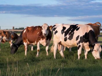 Alerte rouge dans les champs britanniques : quand les vaches deviennent des tueuses en série