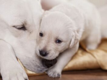 Family&rsquo;z : Ce nouveau programme de fidélité va révolutionner vos achats pour animaux