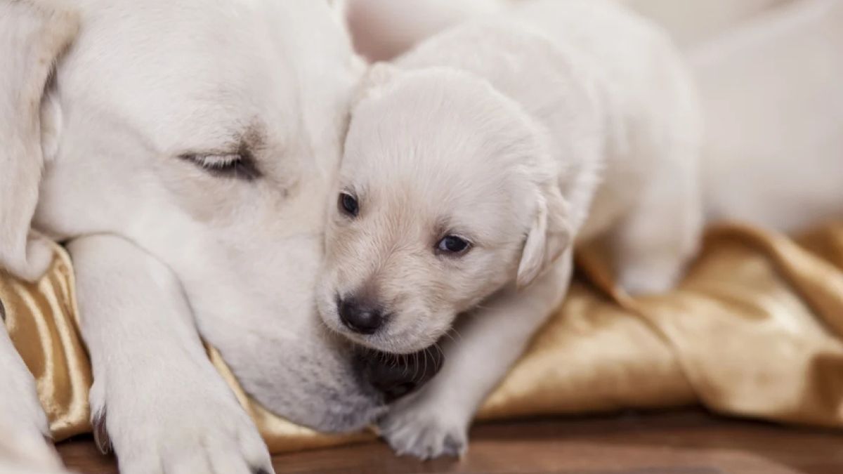 Family&rsquo;z : Ce nouveau programme de fidélité va révolutionner vos achats pour animaux