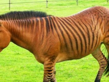 Le sauvetage incroyable de Pete le zorse : quand un zèbre-cheval trouve sa liberté