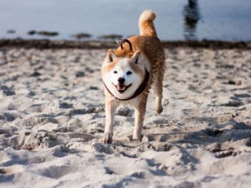 Ce chien japonais fait craquer les familles : découvrez pourquoi les vétérinaires le redoutent