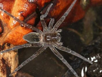 Cette araignée géante envahit le Royaume-Uni et c&rsquo;est une excellente nouvelle !