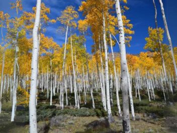 Cette forêt américaine cache un secret vieux de 80 000 ans qui va vous époustoufler !