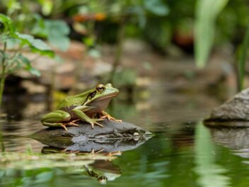 Batraciens ou amphibiens : les secrets qui bouleversent tout ce que vous pensiez savoir