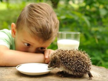 Découvrez comment s&rsquo;appellent vraiment les bébés hérissons : la réponse va vous attendrir !