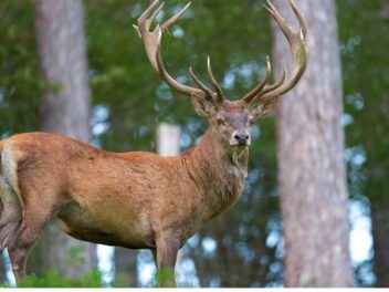 Scandale dans l&rsquo;Oise : l&rsquo;abattage de trois cerfs légendaires déclenche une tempête de protestations