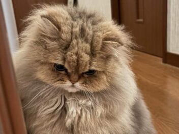 Elle voit la photo d&rsquo;un chat errant sur Facebook : son cœur s&rsquo;arrête en reconnaissant celui qu&rsquo;elle a perdu il y a 13 ans