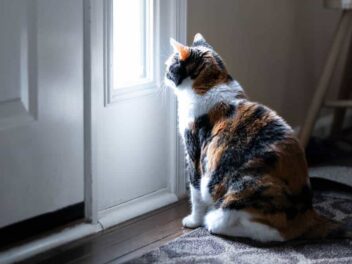 Propriétaires de chats : Cette durée maximale d&rsquo;absence pourrait mettre votre animal en danger