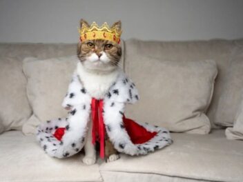 Les tactiques secrètes de votre chat pour régner sur votre maison