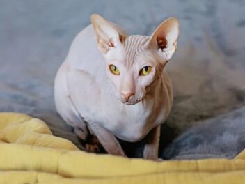 Ils créent une race de chat mutante pour TikTok : les vétérinaires tirent la sonnette d&rsquo;alarme