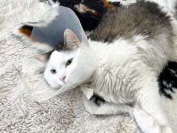 Ce chat chute de 40 mètres et survit : les vétérinaires n&rsquo;en reviennent toujours pas !