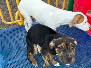 Elle aperçoit deux formes suspectes dans l&rsquo;aire de jeux : son appel va changer leur destin