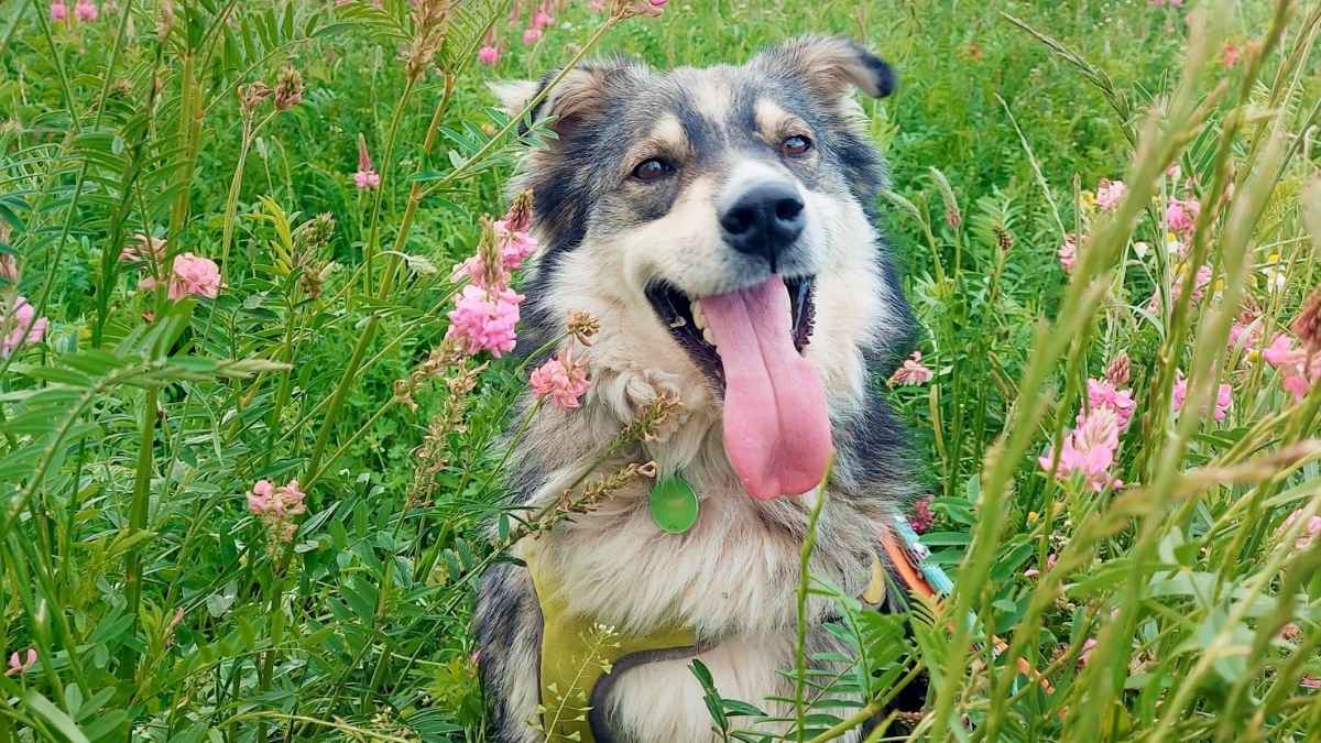 Ce chien attend une famille depuis 2 ans : son histoire va vous bouleverser