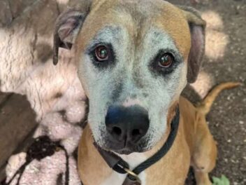 Cette chienne de 12 ans survit à l&rsquo;enfer et cherche désespérément une nouvelle famille