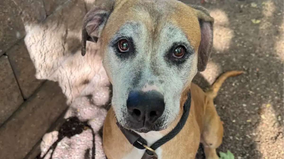 Cette chienne de 12 ans survit à l&rsquo;enfer et cherche désespérément une nouvelle famille