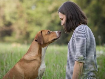 Cette découverte va changer à jamais votre relation avec votre chien : vos cerveaux sont connectés !
