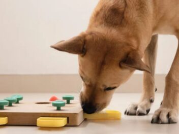 Cette race de chien détrône le Border Collie et devient officiellement la plus intelligente au monde
